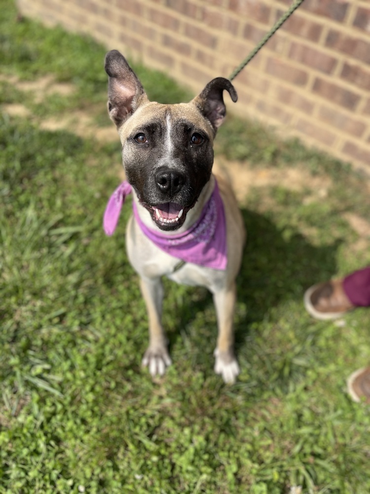 Kaia
