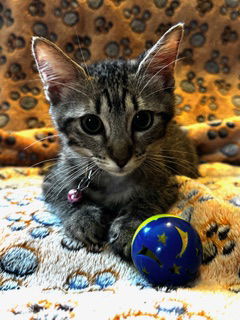 Misty (8714), Baby Female Domestic Short Hair