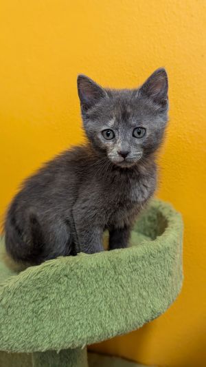 Selena (6113), Baby Female Tortoiseshell