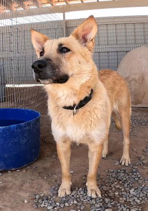 Gracie Lou, Adult Female Shepherd