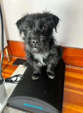 SOPHIE