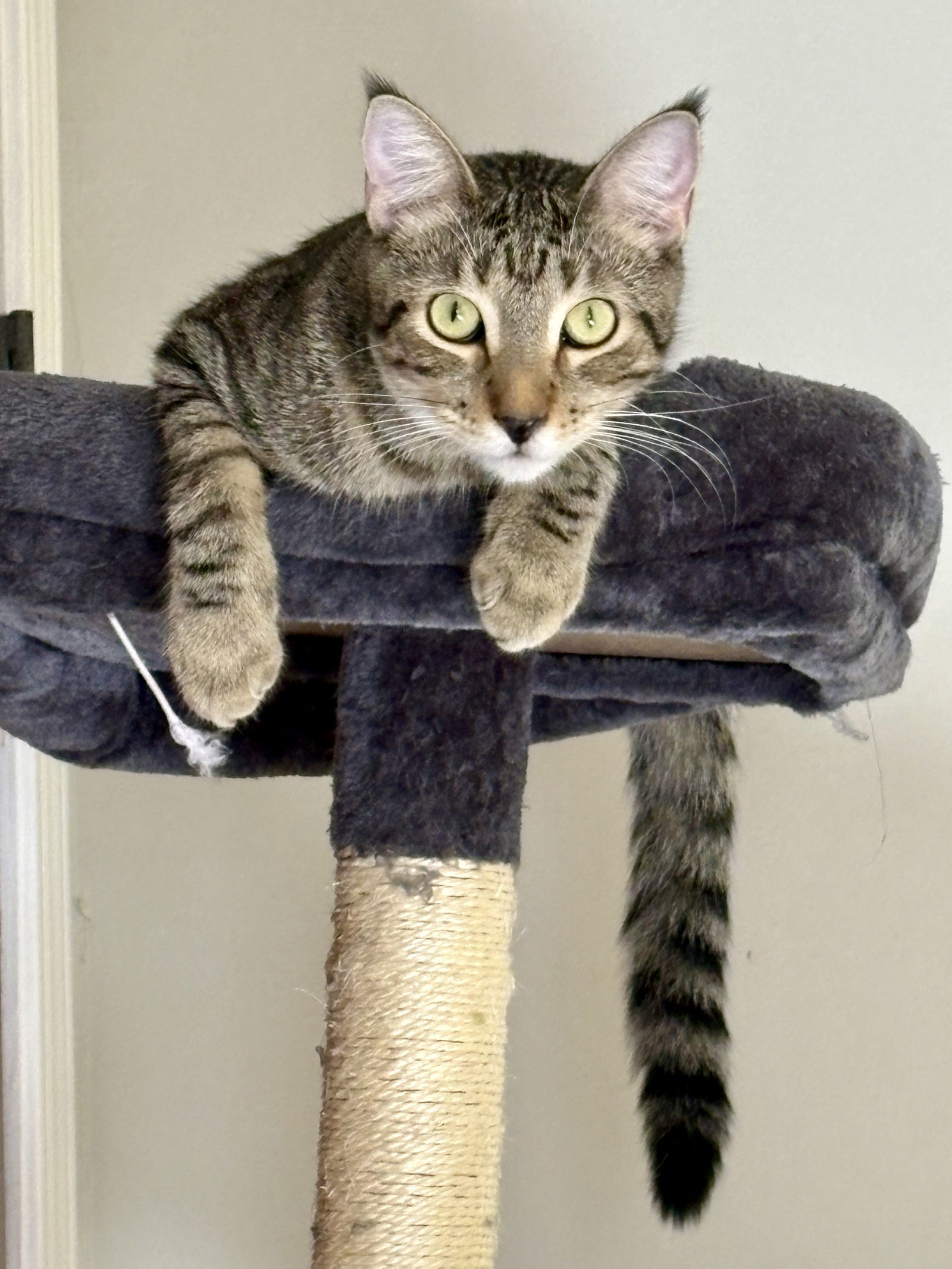 Clyde