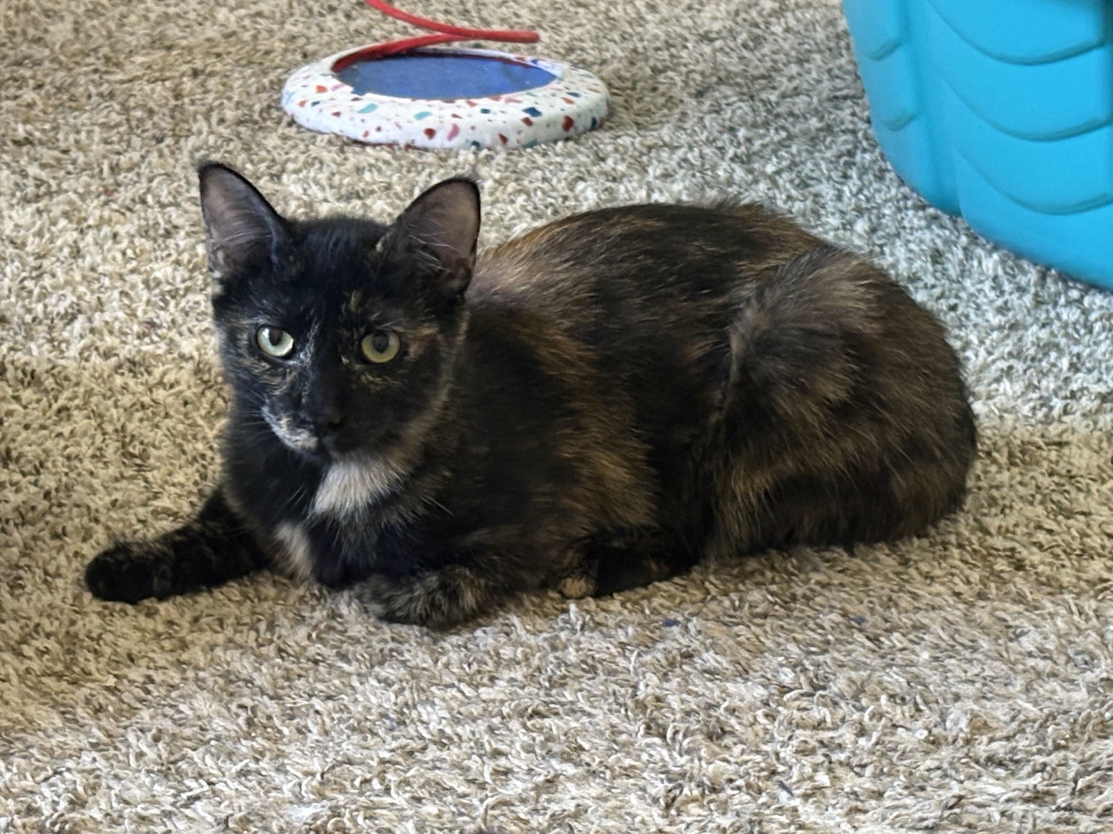Bonnie