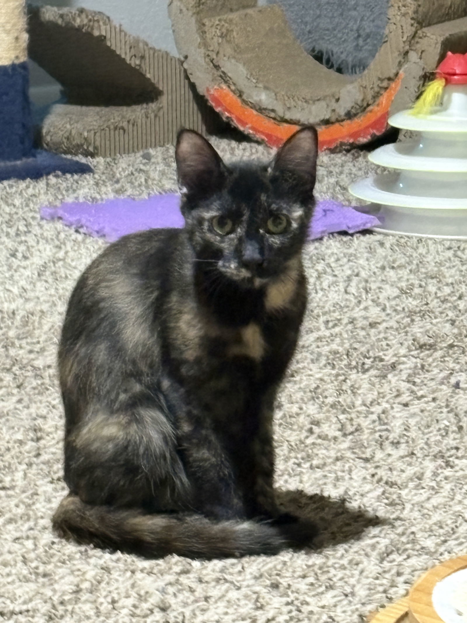 Bonnie