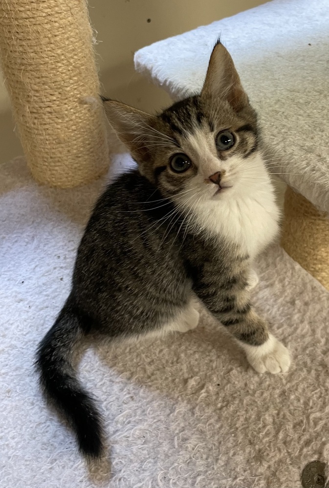 Bebe