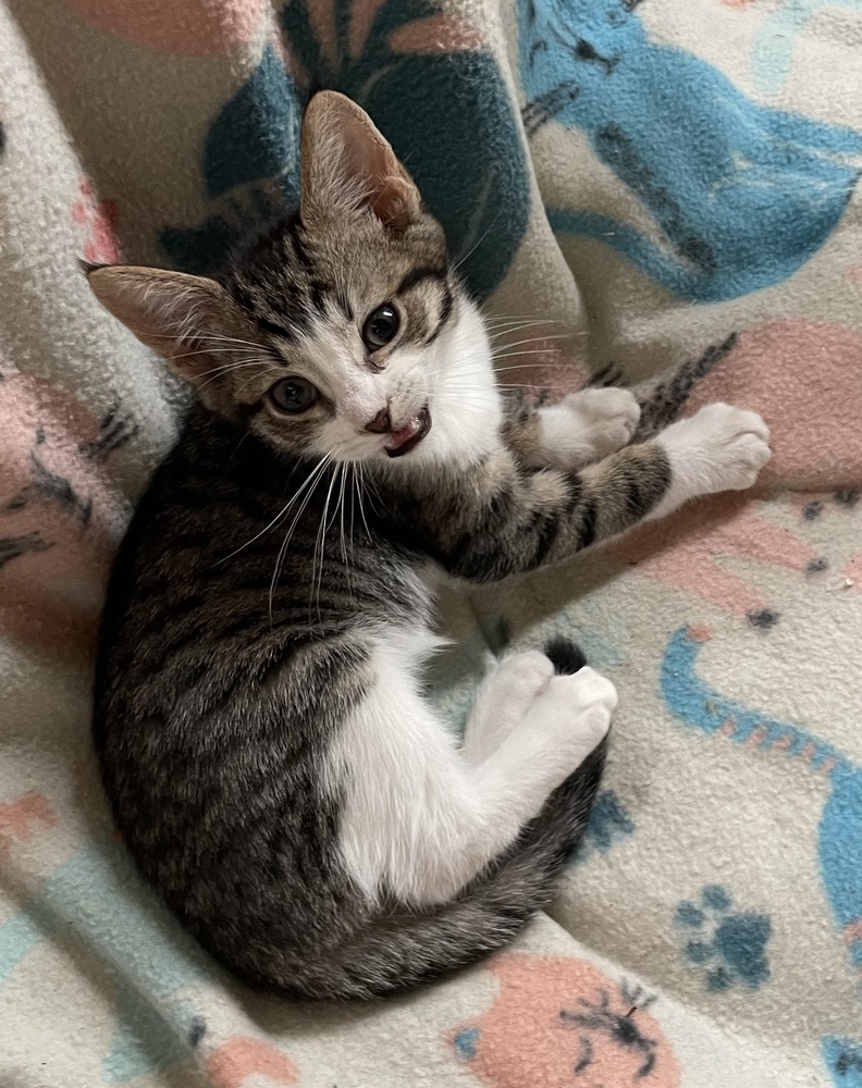 Bebe