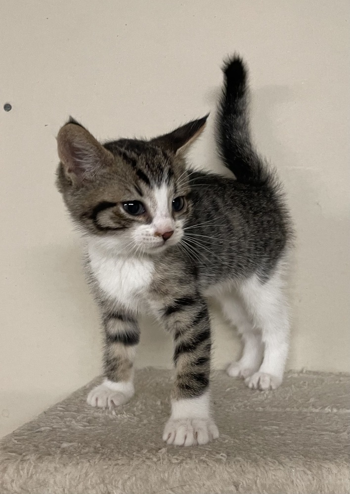 Bebe