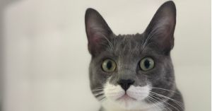 Nimbus, Young Male Domestic Short Hair