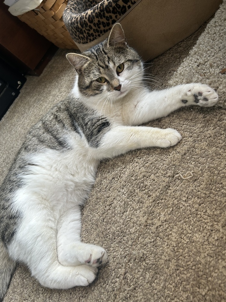 Dumpling
