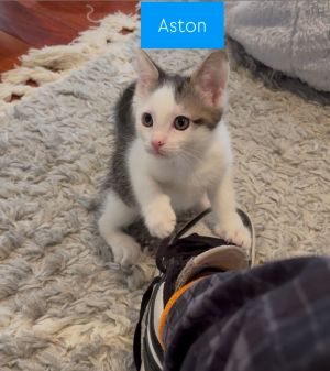 Aston, Baby Male Domestic Short Hair