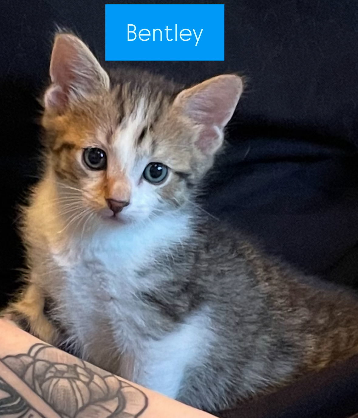 Bentley