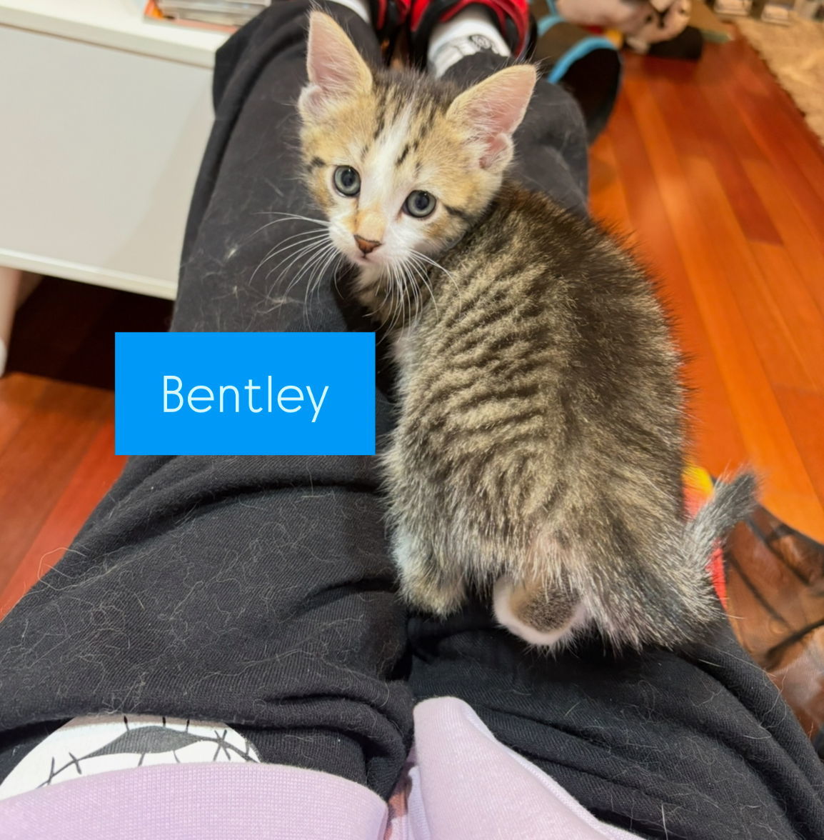 Bentley