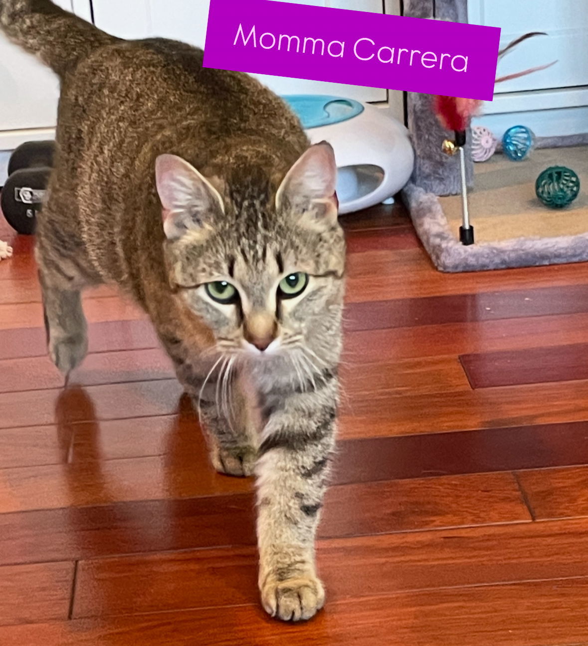 Carrera