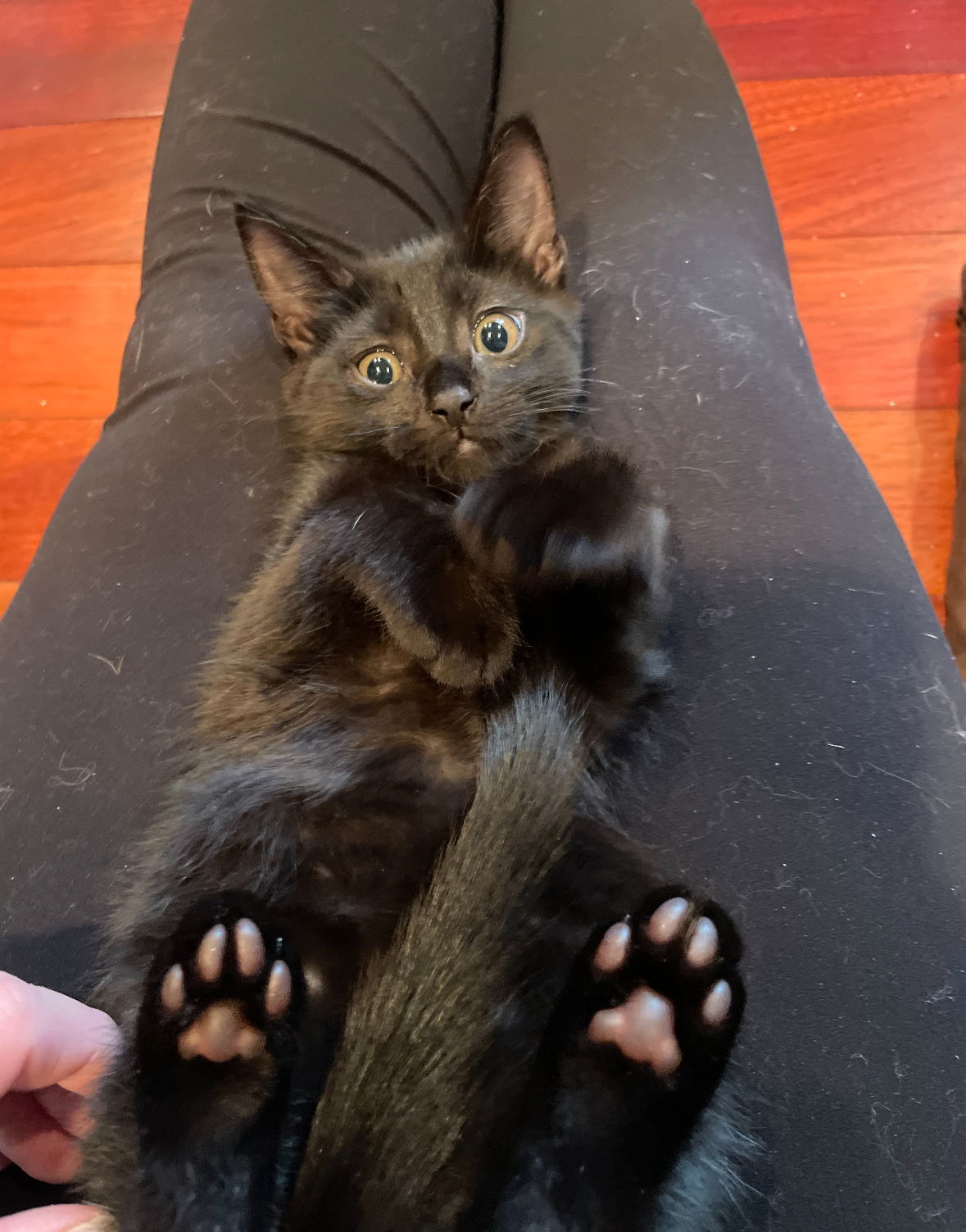 Portia
