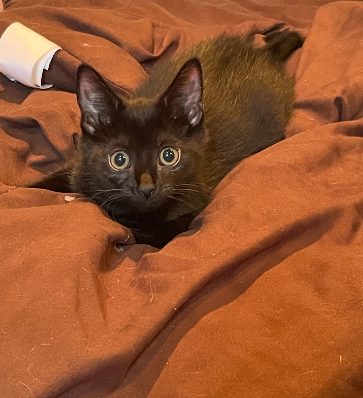 Portia