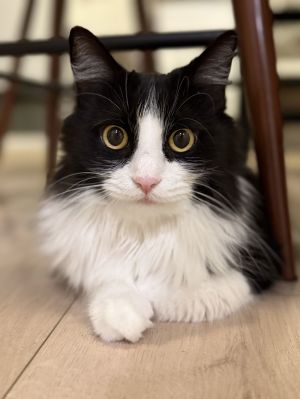 Purla, Adult Female Domestic Medium Hair