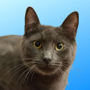 Graphene (bonded w/Clown Pants III), Adult Male Russian Blue