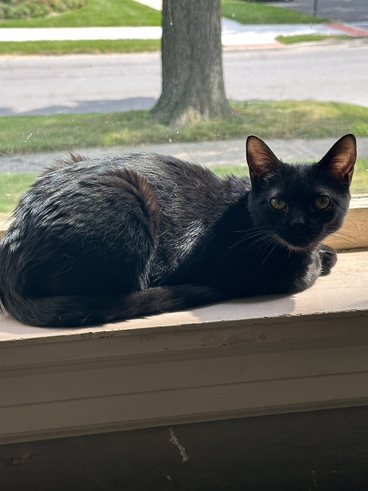 Reign Bear