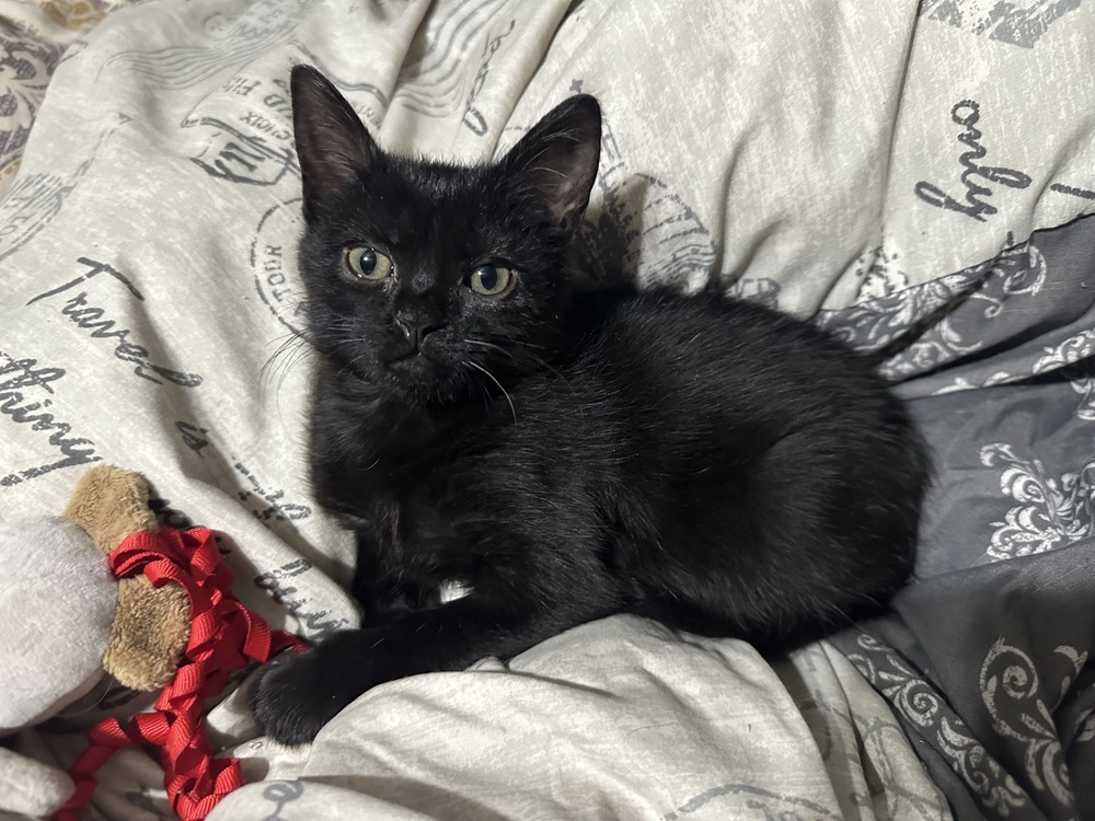 Reign Bear