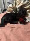 Reign Bear photo 4