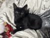 Reign Bear photo 5