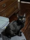 Reign Bear photo 5