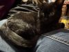 Reign Bear photo 6