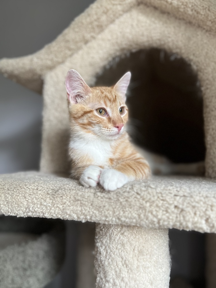 Fuego, an adoptable Domestic Short Hair in Lafayette, CO, 80026 | Photo Image 1