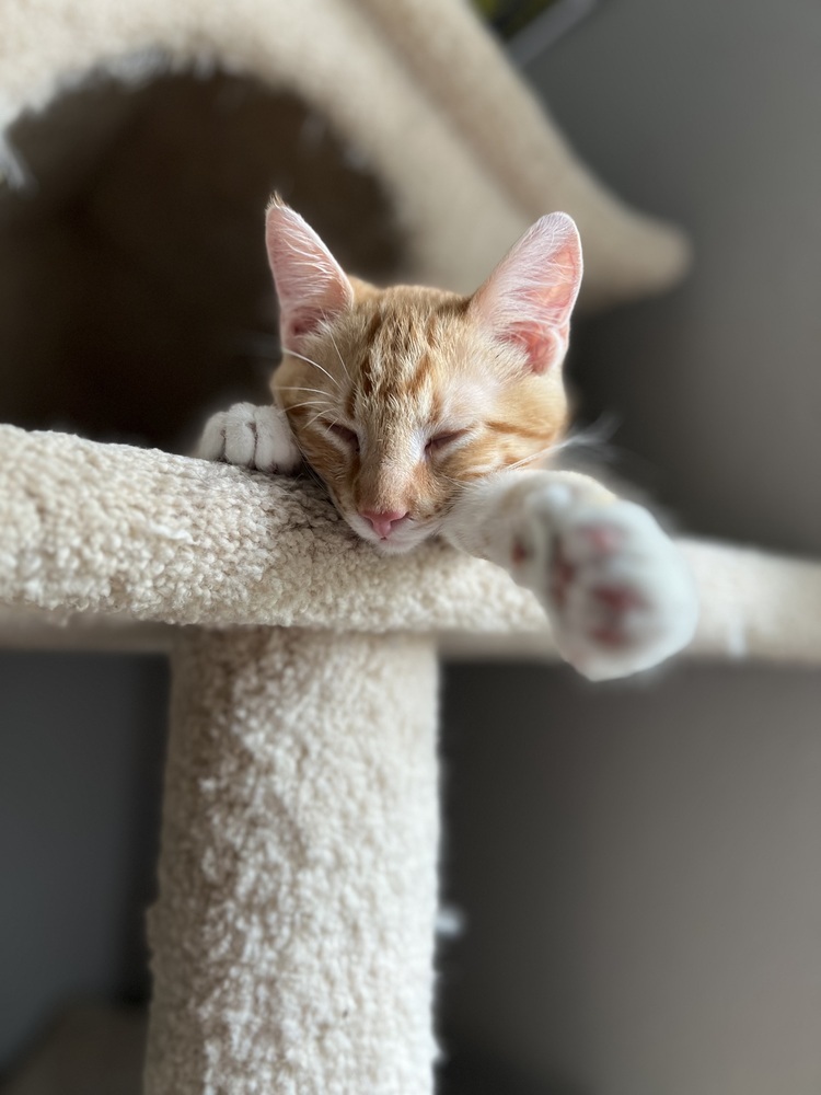 Fuego, an adoptable Domestic Short Hair in Lafayette, CO, 80026 | Photo Image 3