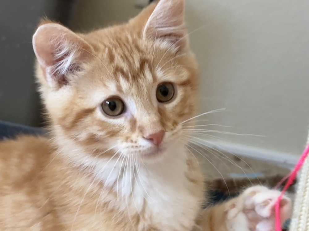 Fuego, an adoptable Domestic Short Hair in Lafayette, CO, 80026 | Photo Image 5