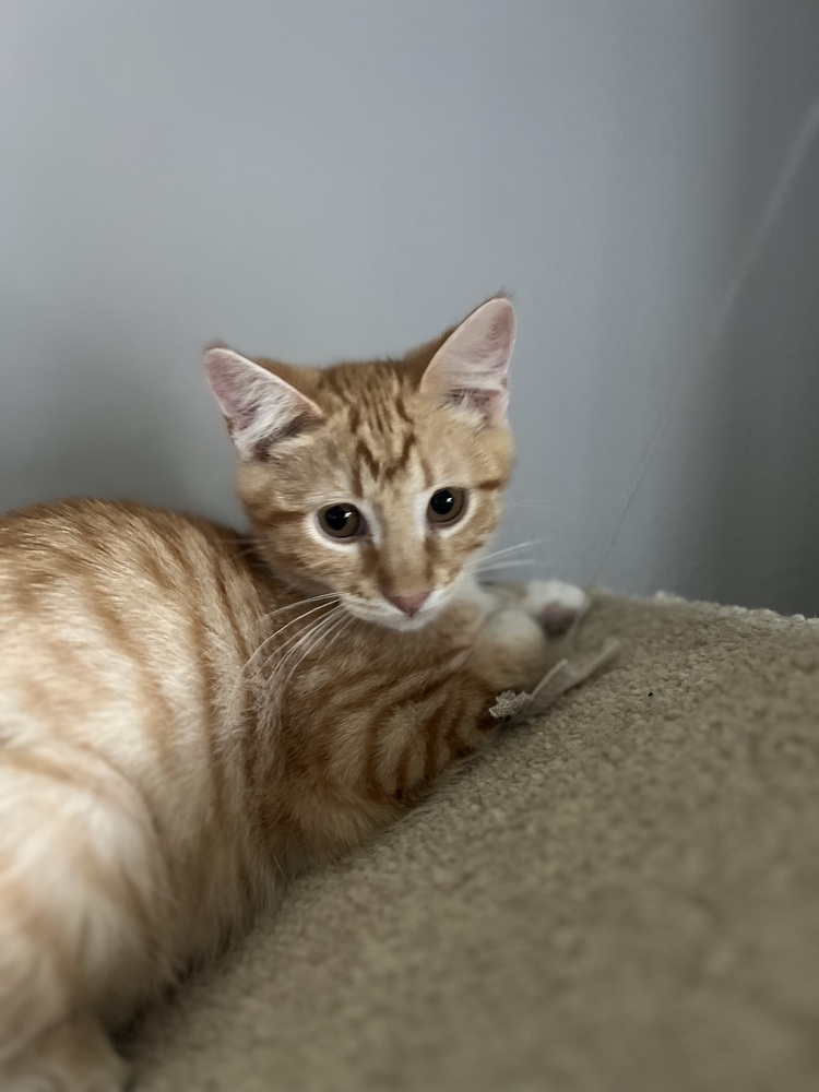Fuego, an adoptable Domestic Short Hair in Lafayette, CO, 80026 | Photo Image 6