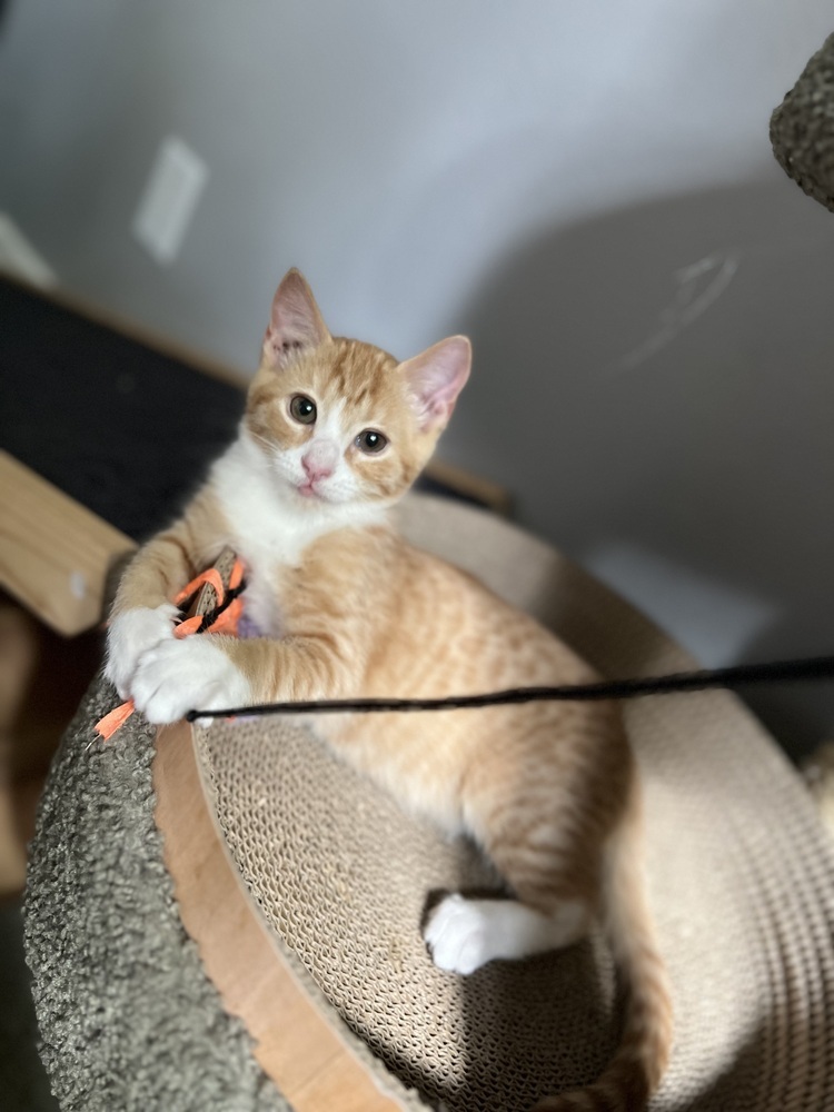 Cheeto, an adoptable Domestic Short Hair in Lafayette, CO, 80026 | Photo Image 1