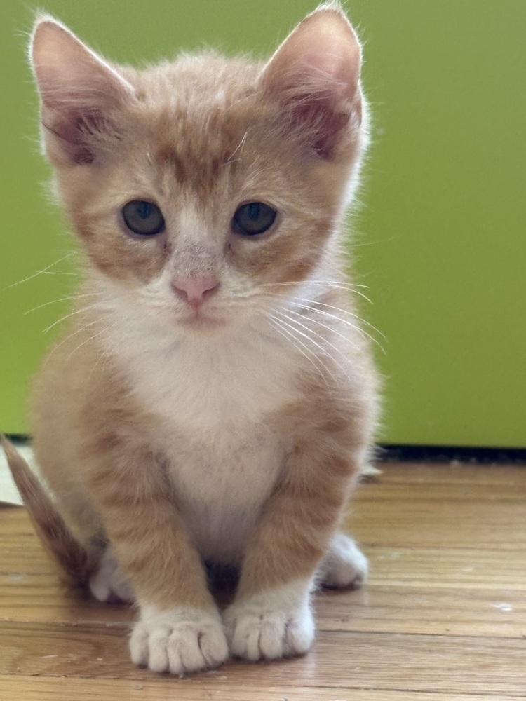 Cheeto, an adoptable Domestic Short Hair in Lafayette, CO, 80026 | Photo Image 2