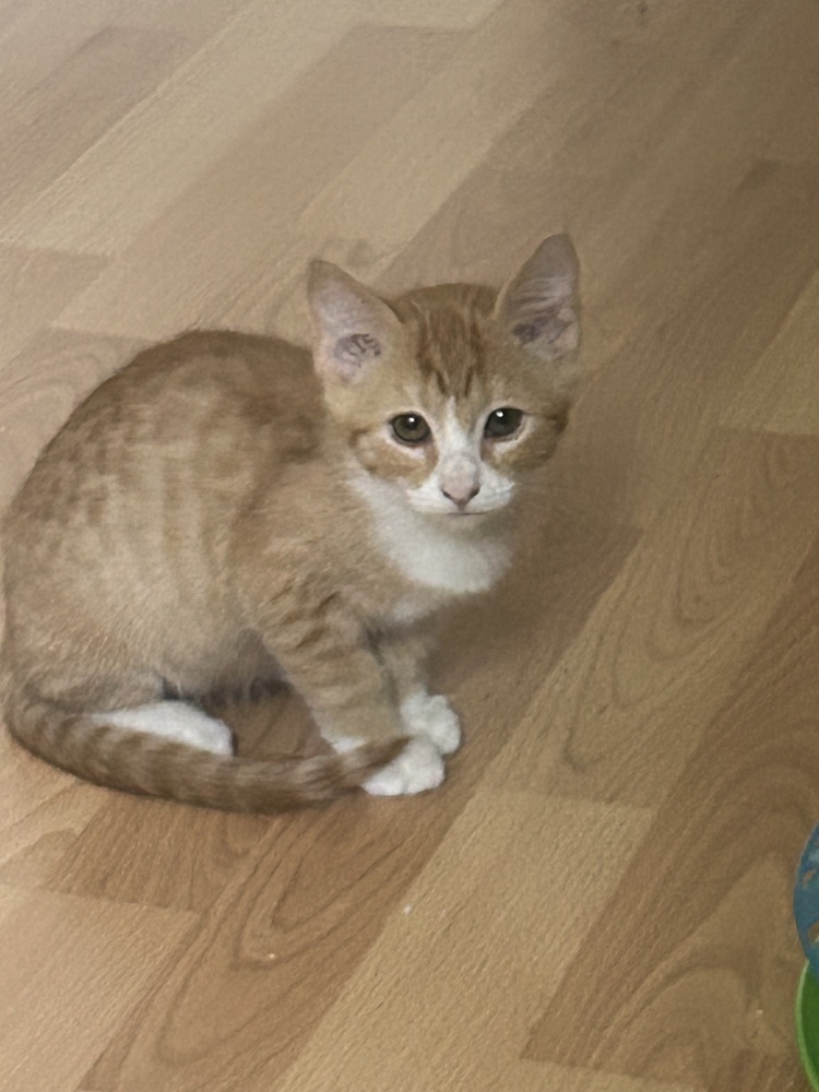 Cheeto, an adoptable Domestic Short Hair in Lafayette, CO, 80026 | Photo Image 5