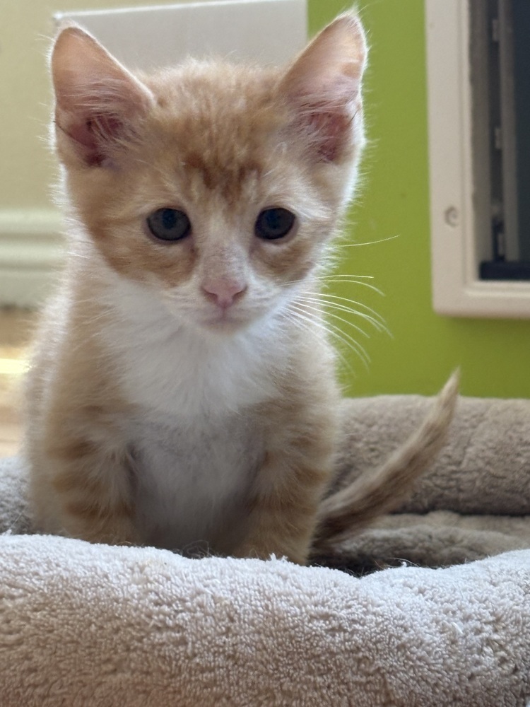 Cheeto, an adoptable Domestic Short Hair in Lafayette, CO, 80026 | Photo Image 6