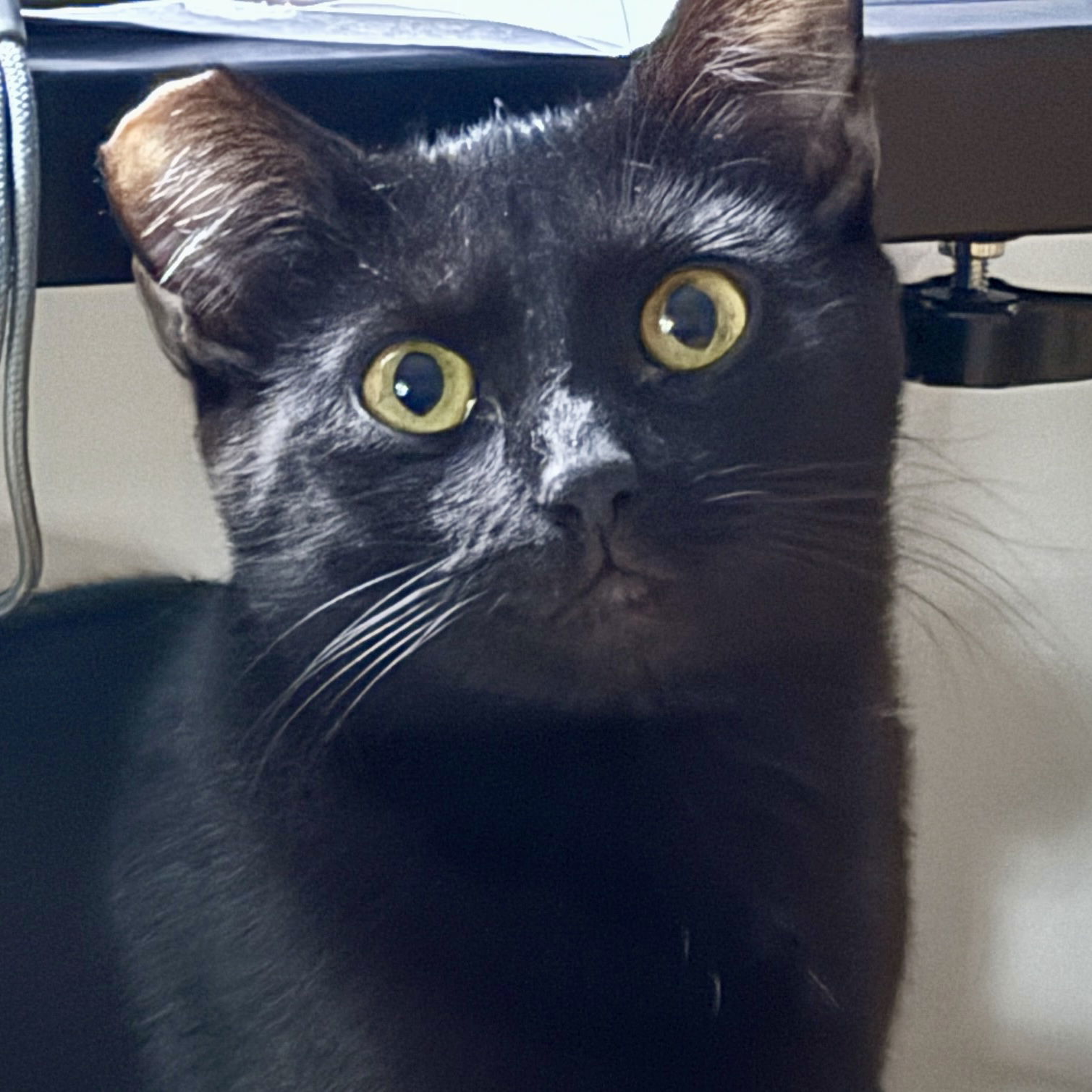 Jalapeno