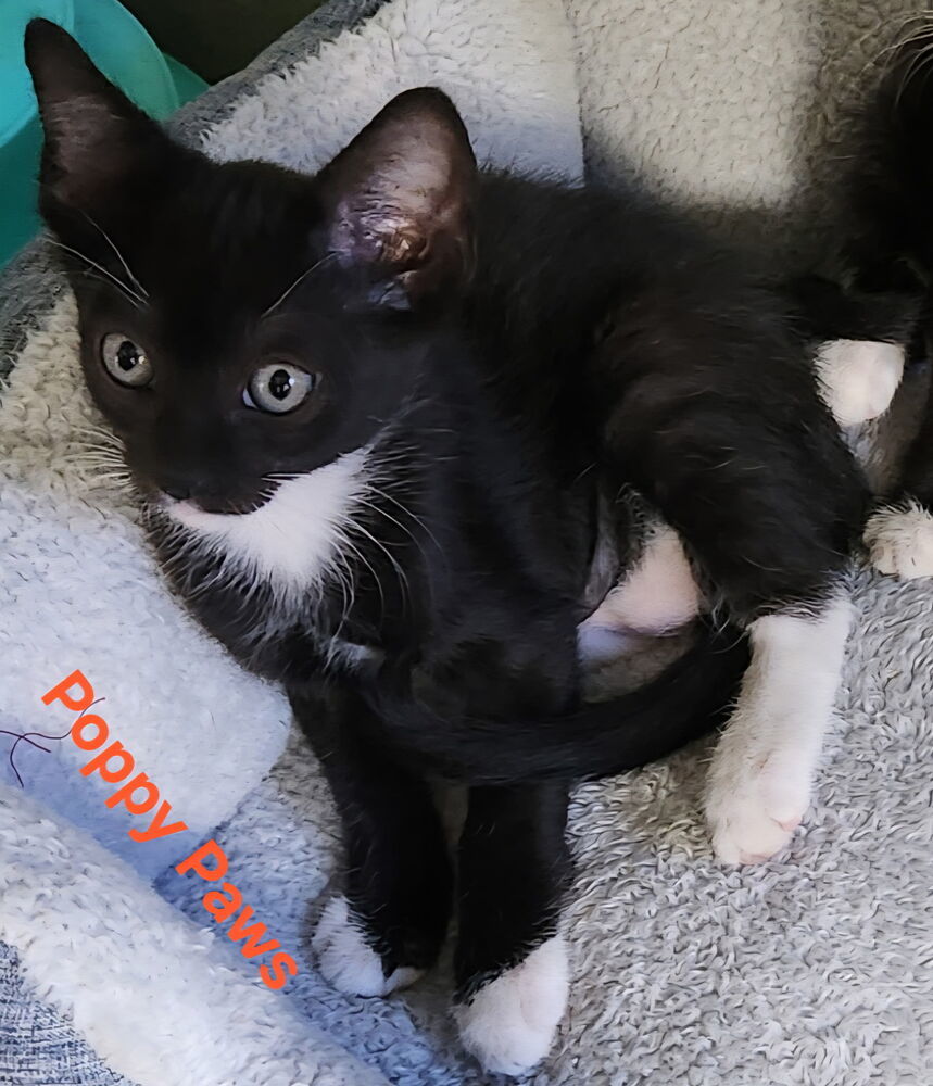 Poppy Paws 5543