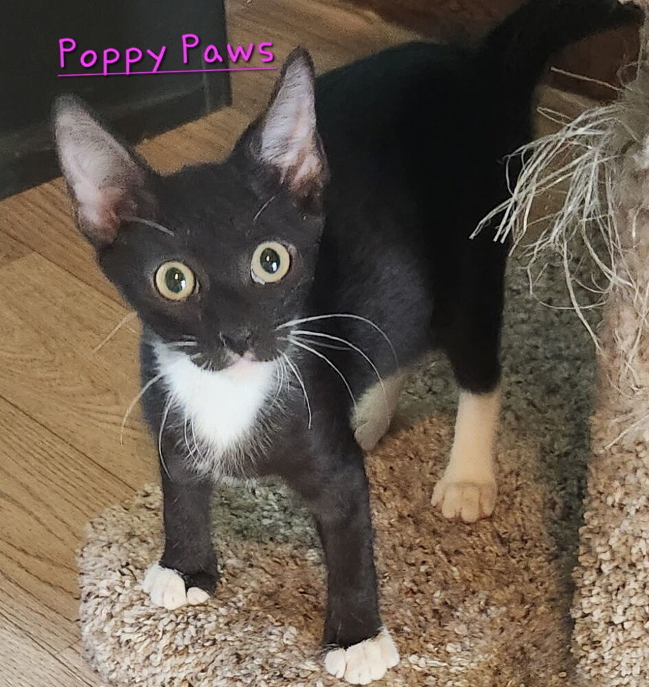 Poppy Paws 5543