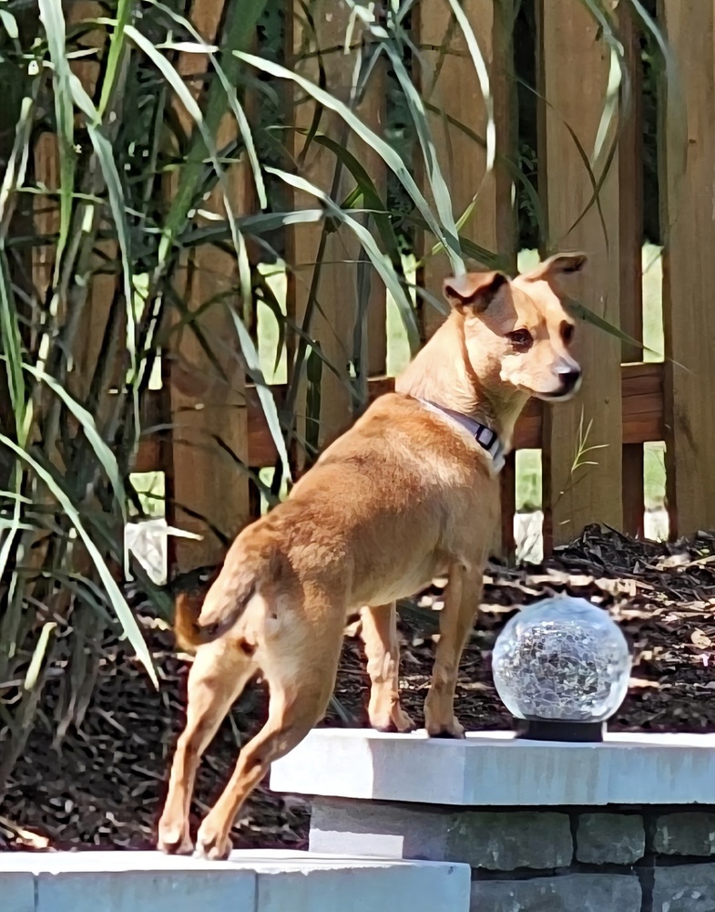 Cinnamon