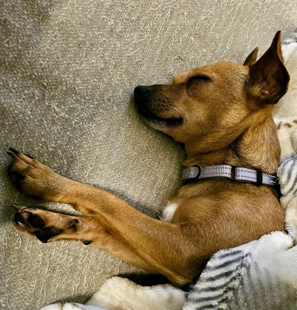 Cinnamon