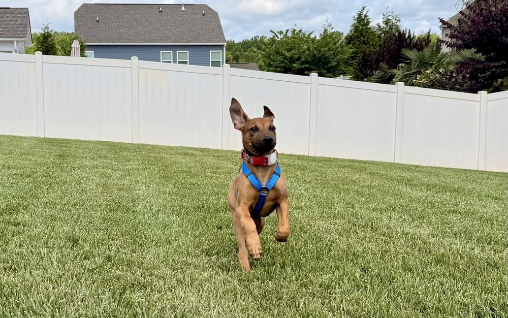 Gunner