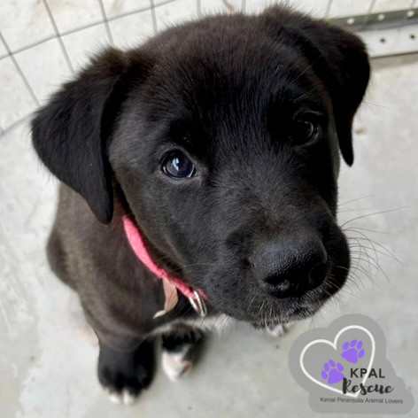 Elephant - Safari Litter, an adoptable Bernese Mountain Dog, Mixed Breed in Kenai, AK, 99611 | Photo Image 1