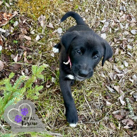 Elephant - Safari Litter, an adoptable Bernese Mountain Dog, Mixed Breed in Kenai, AK, 99611 | Photo Image 2