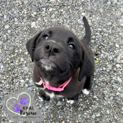 Elephant - Safari Litter, an adoptable Bernese Mountain Dog, Mixed Breed in Kenai, AK, 99611 | Photo Image 3