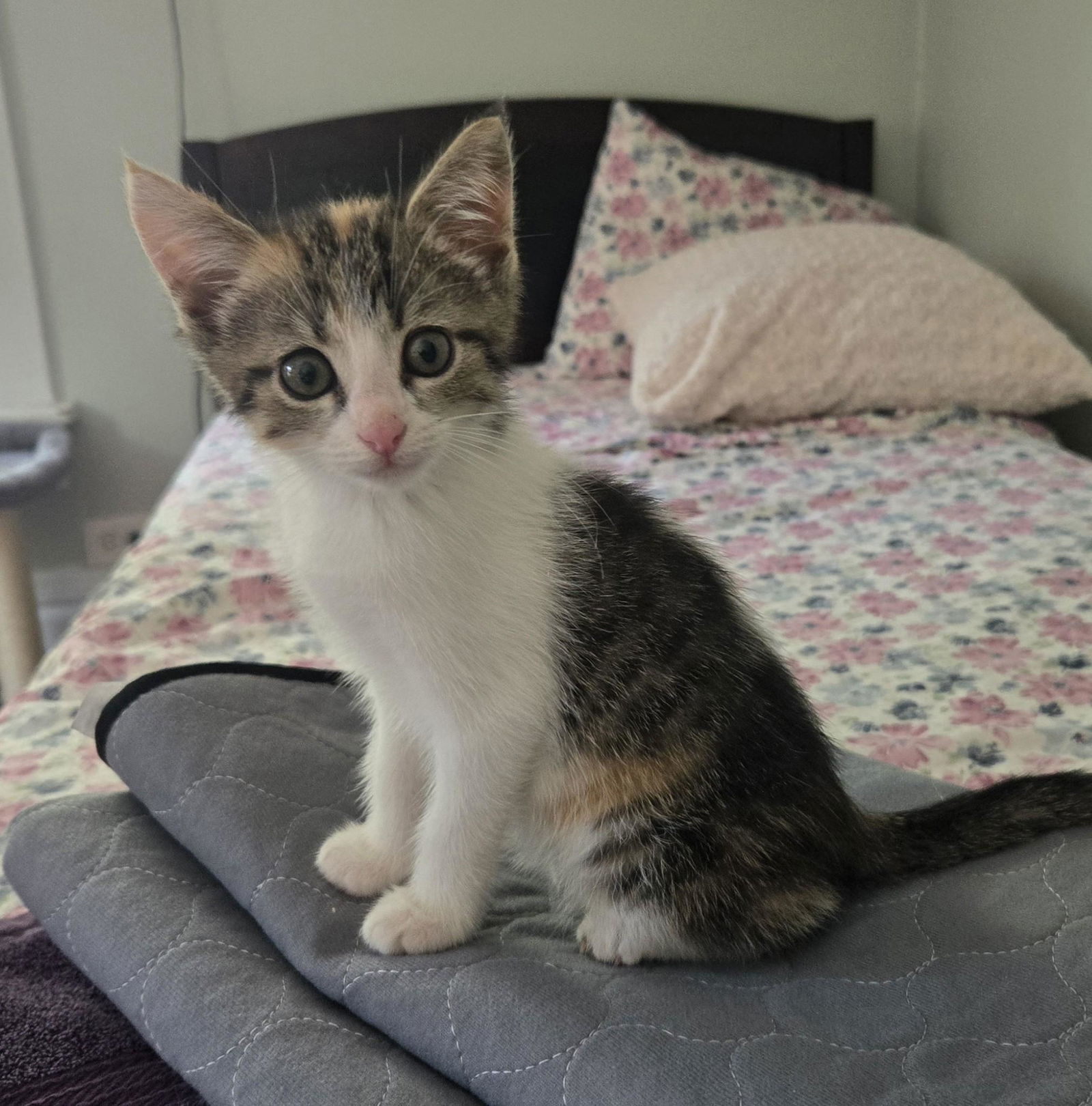 Kitten Quinoa