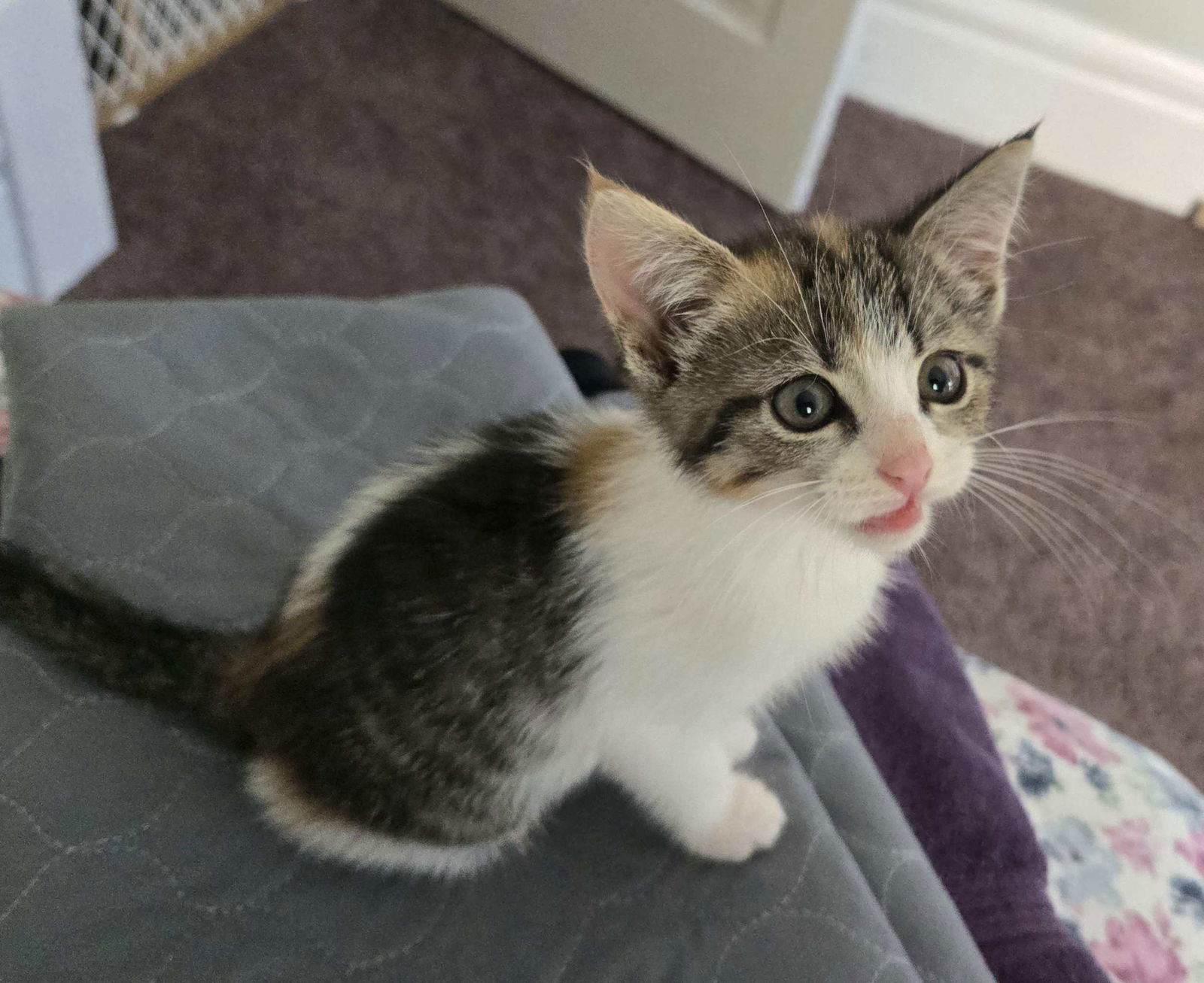 Kitten Quinoa