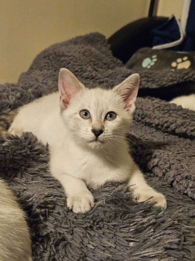 Emma Frost, an adoptable Tonkinese in WARNER ROBINS, GA, 31093 | Photo Image 1