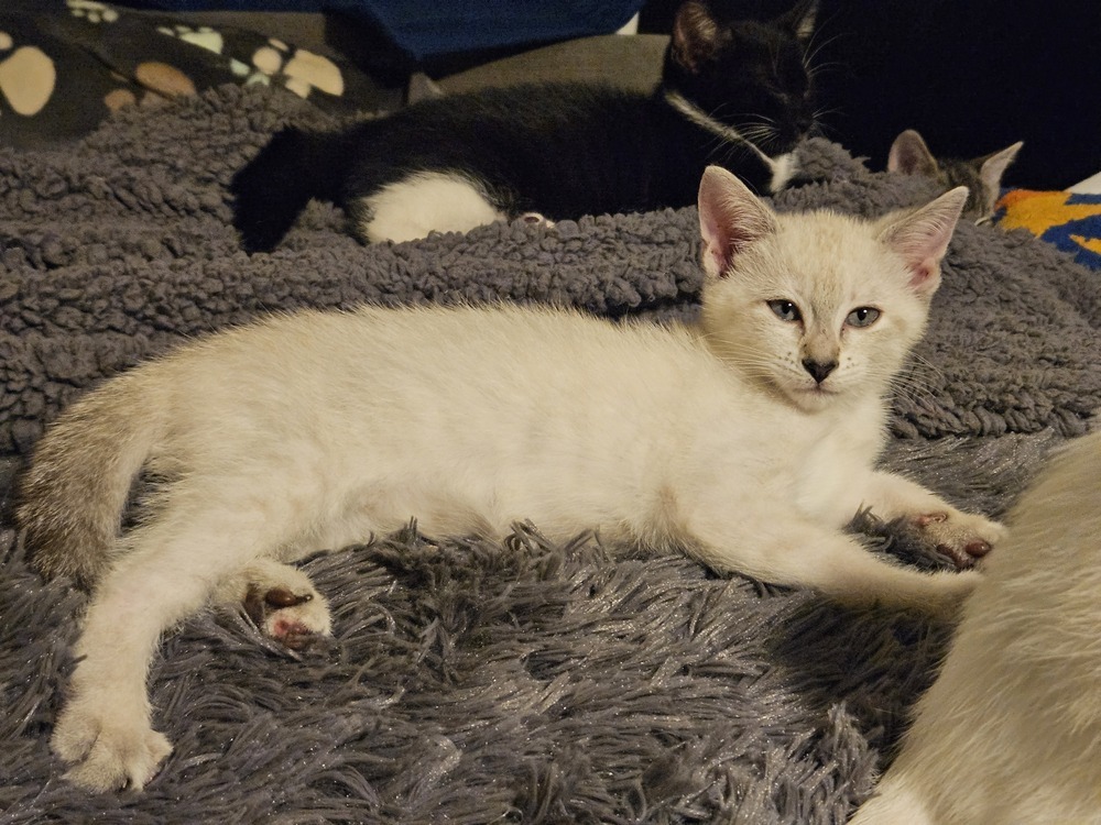 Emma Frost, an adoptable Tonkinese in WARNER ROBINS, GA, 31093 | Photo Image 2