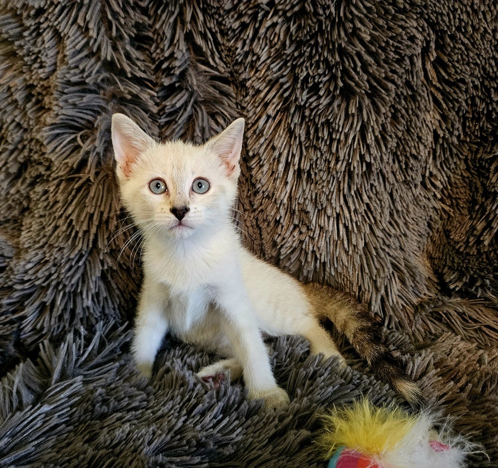 Emma Frost, an adoptable Tonkinese in WARNER ROBINS, GA, 31093 | Photo Image 3