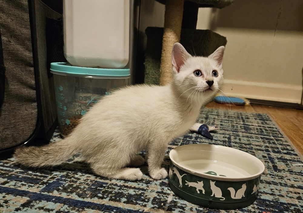 Emma Frost, an adoptable Tonkinese in WARNER ROBINS, GA, 31093 | Photo Image 4